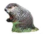 groundhog trapping, groundhog extermination in baltimore