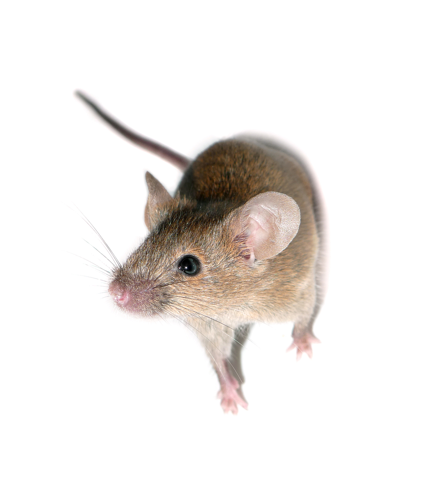 mice exterminator in baltimore maryland