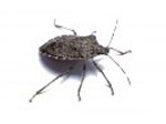 stink bugs in the house, stink bugs extermination