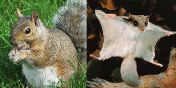 Squirrel Trapping and Exclusion in Baltimore, Ellicott City and Columbia