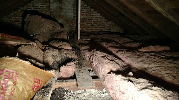 Bat guano in attic, animal feces in attic