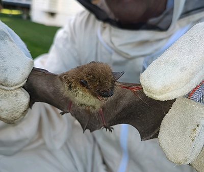 Bat Trapping and Removal in Baltimore, MD