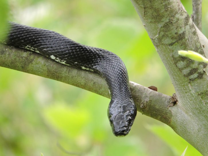 snake exterminator in baltimore maryland