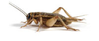 crickets in the house, cricket extermination