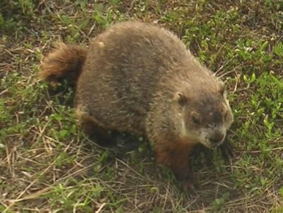 Groundhog Trapping and Exclusion in Baltimore, Ellicott City and Columbia