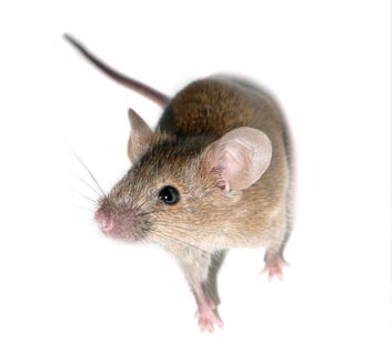 Baltimore Mice Exterminator