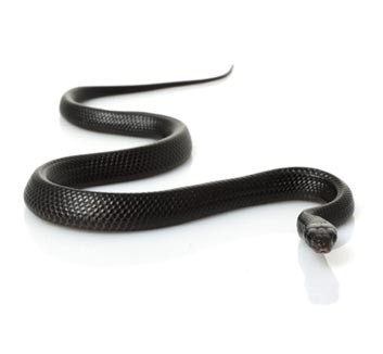 Baltimore Snake Removal