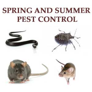 Pest control in Baltimore