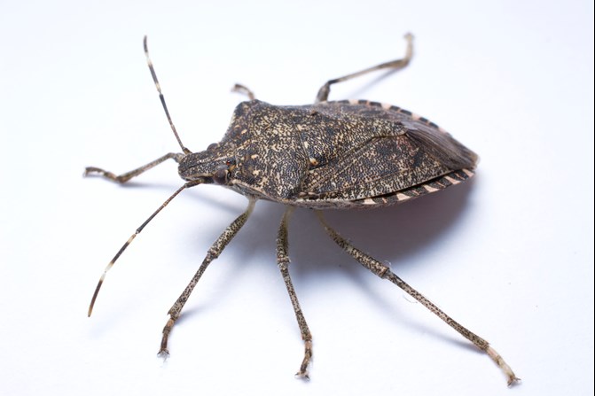 stink bug exterminator in baltimore maryland